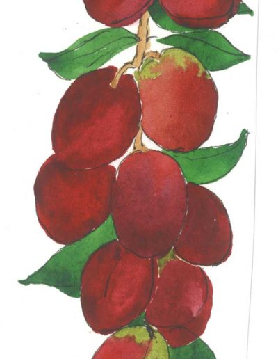 Original illustration of Plums by Jennifer Fraser for Highfield Preserves