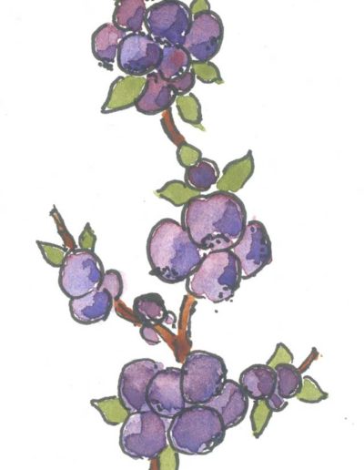 Original Blueberries illustration by Jennifer Fraser for Highfield Preserves