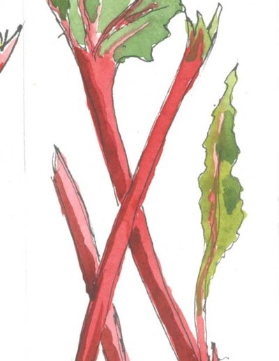 Original Rhubarb and Ginger illustration by Jennifer Fraser for Highfield Preserves