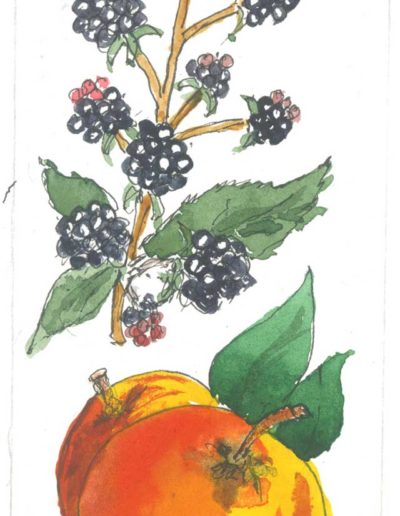 Original Blackberry & Apple illustration by Jennifer Fraser for Highfield Preserves