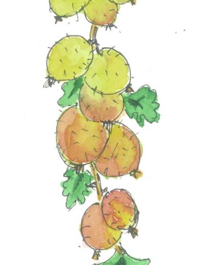 Original gooseberry illustration by Jennifer Fraser for Highfield Preserves