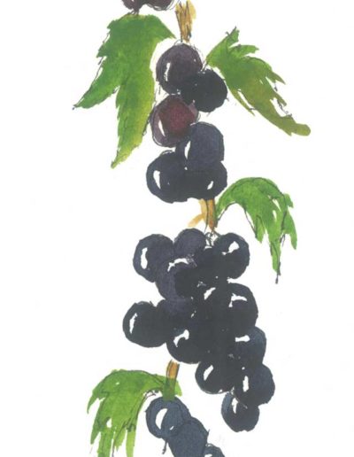 Original Blackcurrants illustration by Jennifer Fraser for Highfield Preserves