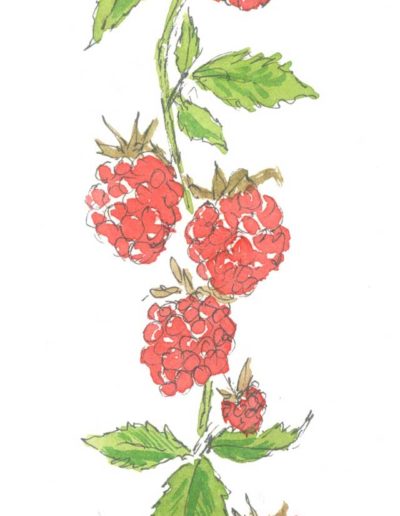 Original raspberries illustration by Jennifer Fraser for Highfield Preserves